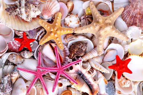 Seashells background, lots of amazing seashells, coral and starfishes mixed.Sea shells collected on the coast of Costa Rica as background