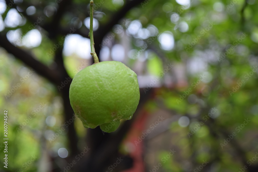 fruto de lima fruto de lima
