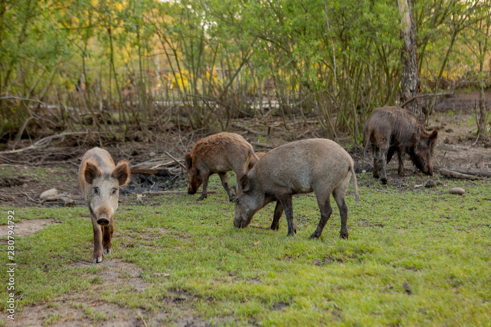 Family Group of Wart Hogs Grazing Eating Grass Food Together. Family Group of Wart Hogs Grazing Eating Grass Food Together.