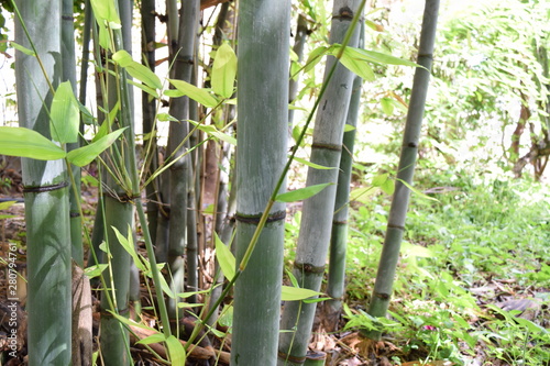 tallos de bambú