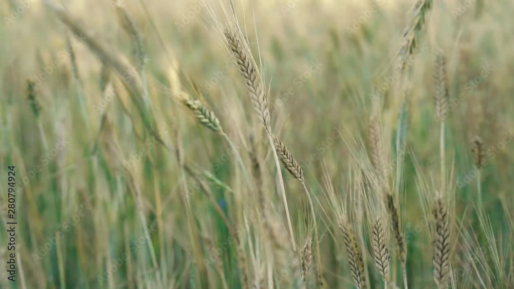 Spikelets of Golden wheat swaying in the light wind on a summer day in the field. Spikelets of Golden wheat swaying in the light wind on a summer day in the field.