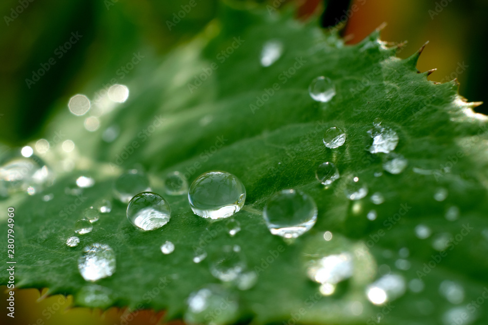 Large beautiful drops of transparent rain water on a green leaf. Closeup. Beautiful leaf texture in nature. Natural background Large beautiful drops of transparent rain water on a green leaf. Closeup. Beautiful leaf texture in nature. Natural background