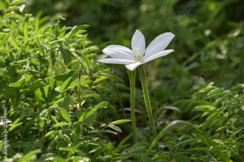 flor azucena