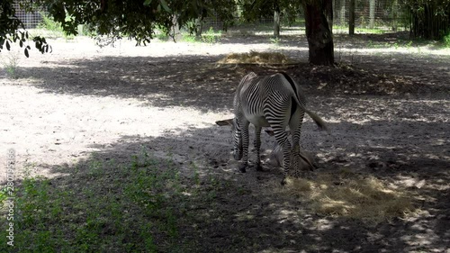 Female zebra eating along side her new born foal. 