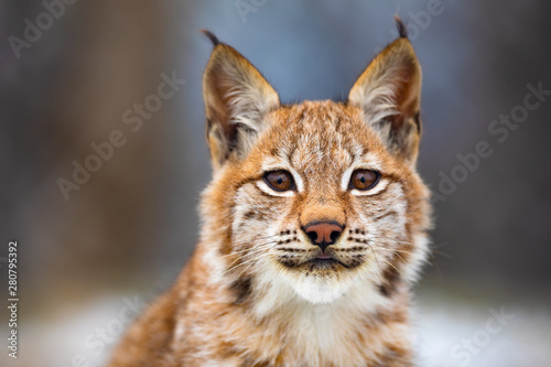 Obraz na płótnie Close-up portrait of beautiful eurasian lynx in the forest