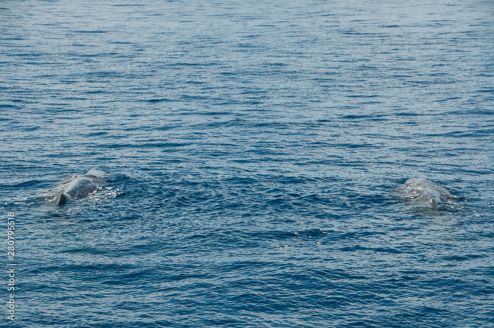 Fototapeta premium Whale watching in the Atlantic Ocean