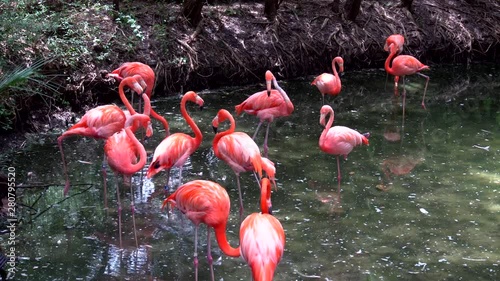 Flamingos standing in a small body of water at a zoo.