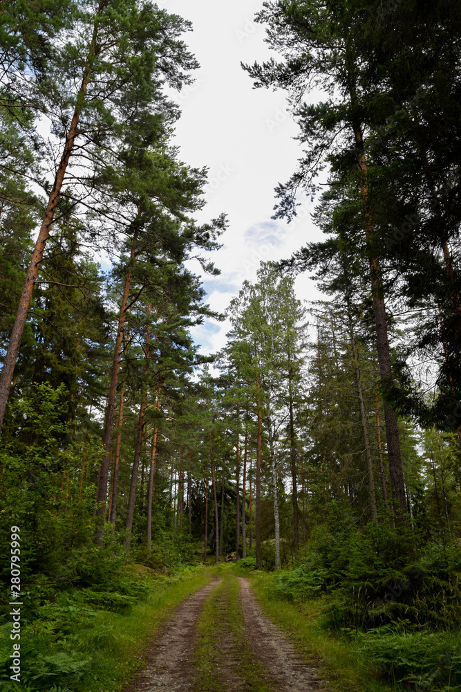 Empty peaceful road in the forest on cloudy day in Sweden Empty peaceful road in the forest on cloudy day in Sweden
