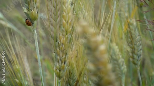 A little ladybug crawls on ears of wheat that sway in the wind on a summer day in the field.