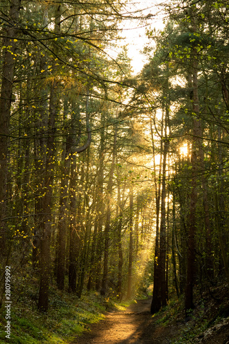 New Marske Woods. © Calvin Booker