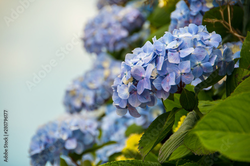 Hydrangeas are the typical flowers of the Azores Islands
