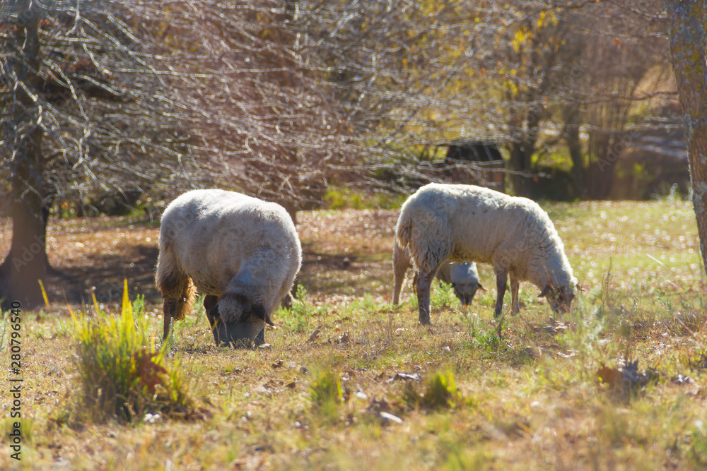 sheep grazing in the Cordoba mountains in Argentina sheep grazing in the Cordoba mountains in Argentina