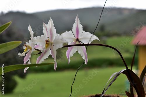 Colombian Orchid in the morning