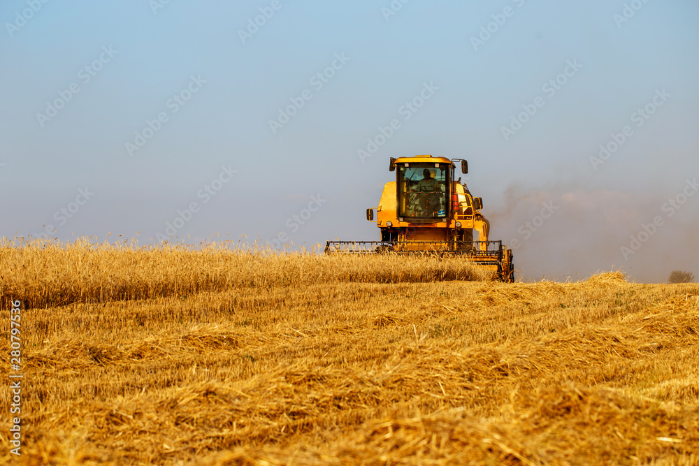 Fototapeta premium Combine harvester in wheat field