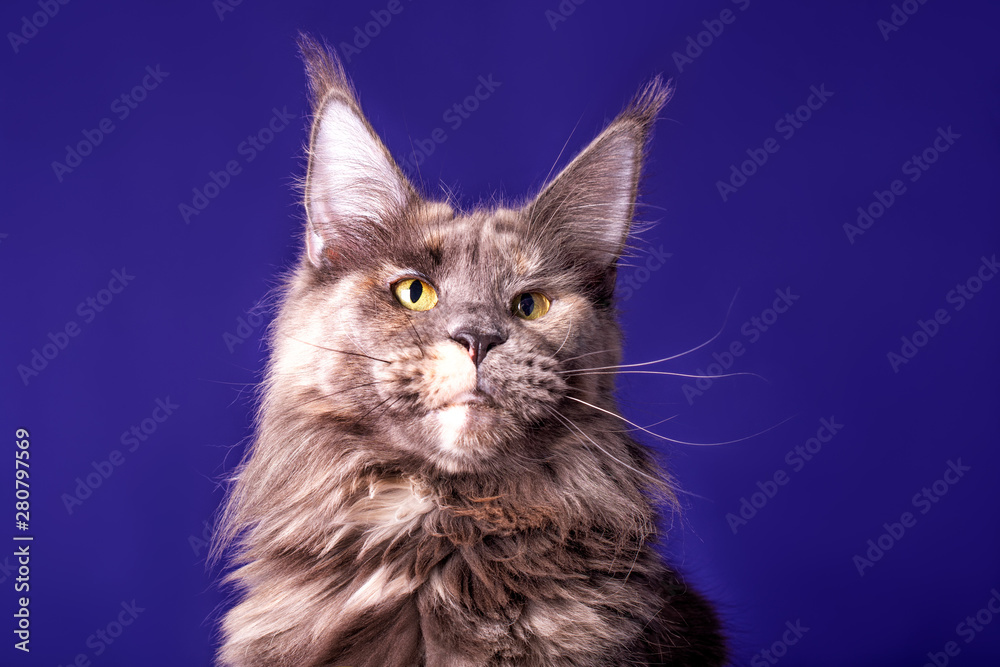 A big maine coon cat on the blue background in a sudio, isolated.