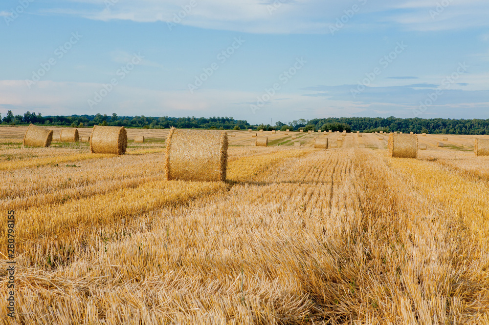 Fototapeta premium Yellow golden straw bales of hay in the stubble field, agricultural field under a blue sky with clouds. Straw on the meadow. Countryside natural landscape. Grain crop, harvesting.