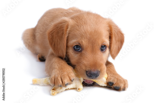 two months old russian spaniel puppy gnaws chicken feet toy