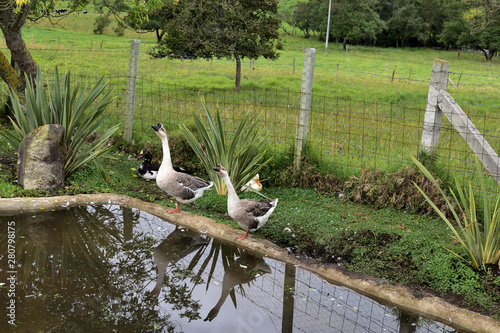 Ducks entering to tha lake