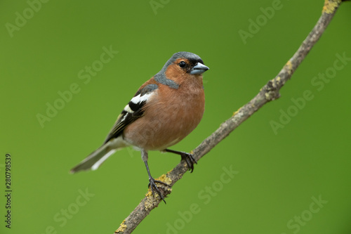 Common chaffinch sitting on a branch