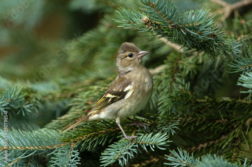 Common chaffinch sitting on a branch © Wolfgang Kruck