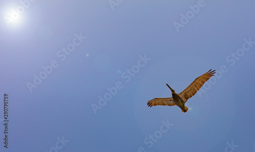 Pelican flying on clear blue sky background  sunny spring day  under view