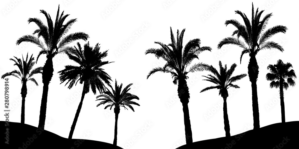Palm trees silhouette, vector illustration