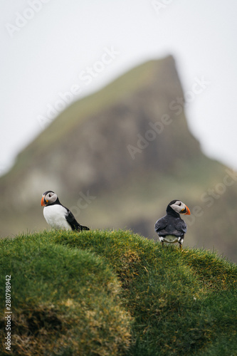 Puffins in front of a mountain