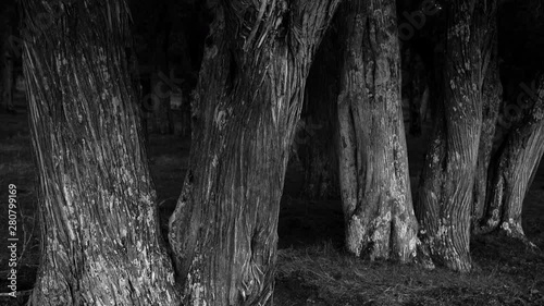 Sabina - Spanish juniper (Juniperus thurifera), Sabinar de Calatañazor,  Soria, Castilla y Leon, Spain, Europe photo