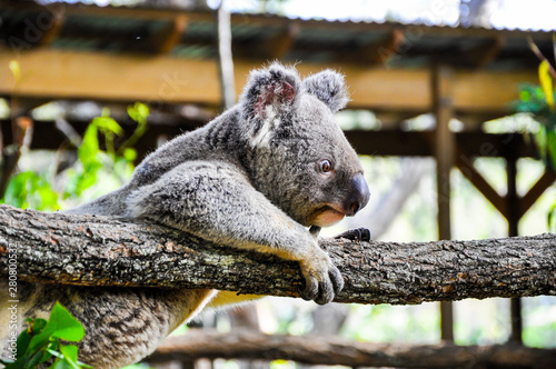 Photography Koala