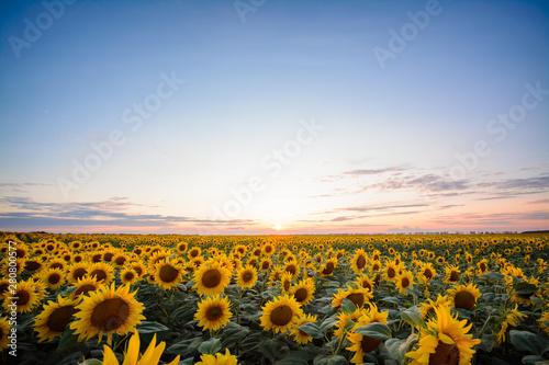 Tableau sur toile Landscape of sunflower field with deep-blue sky and copy space for inscription