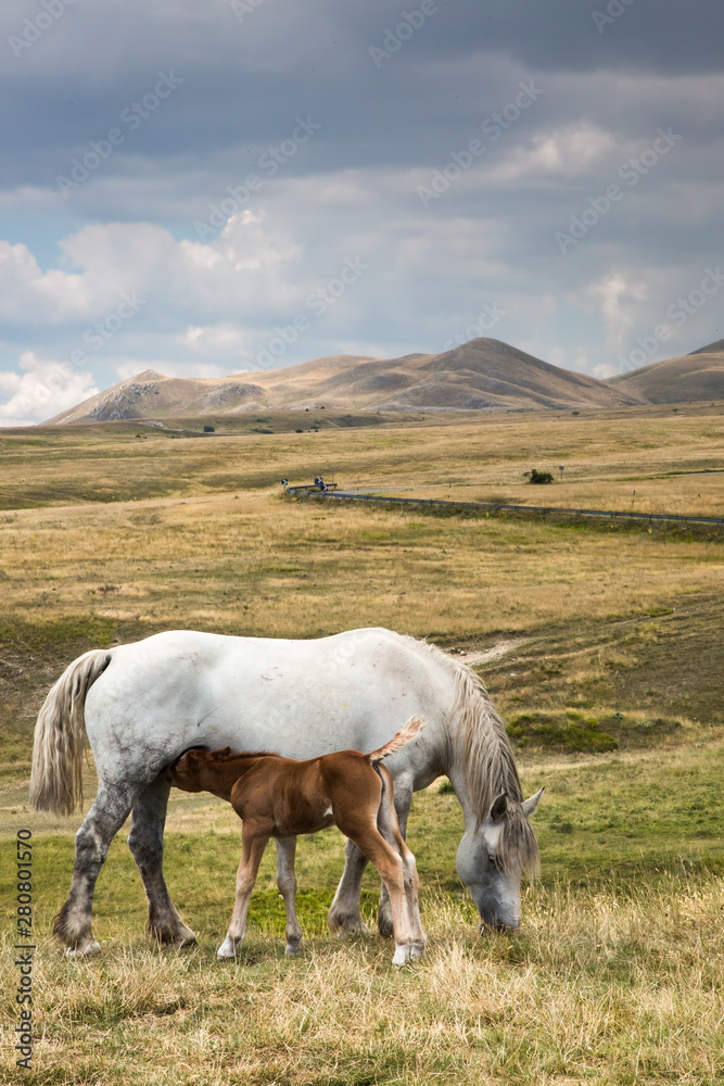 Campo Imperatore is a mountain grassland or alpine meadow located above Gran Sasso massif, the largest plateau of Apennine ridge. Known as Campo Imperatore is a mountain grassland or alpine meadow located above Gran Sasso massif, the largest plateau of Apennine ridge. Known as