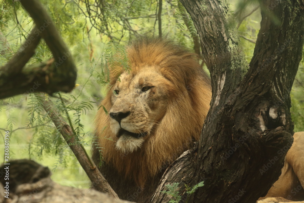 Φωτογραφία male lion in zoo
