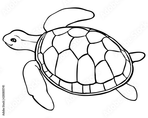 Contour turtle - coloring page for kids, line art