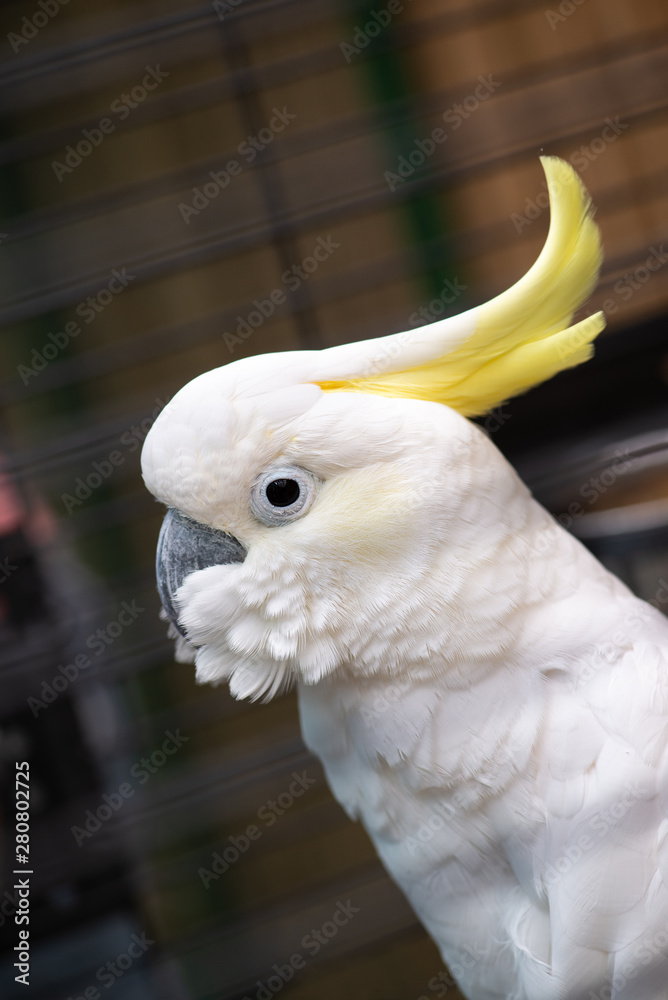 White cockatoo close up portrait birds nature zoo White cockatoo close up portrait birds nature zoo