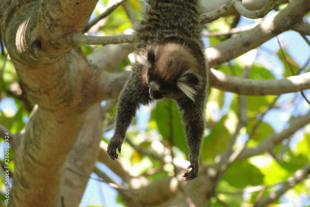 Marmoset Marmoset