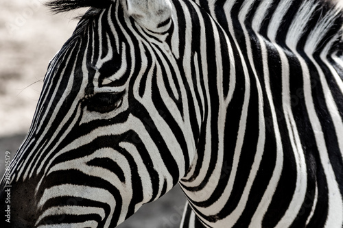 Zebras are several species of African equids united by their distinctive black-and-white striped coats. Their stripes come in different patterns  unique to each individual.