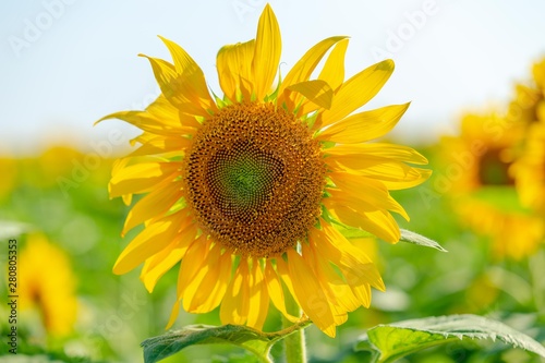 Fototapeta Naklejka Na Ścianę i Meble -  sunflower flower summer yellow 