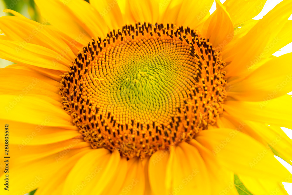 Obraz premium Bright yellow sunflowers in full bloom in garden for oil improves skin health and promote cell regeneration