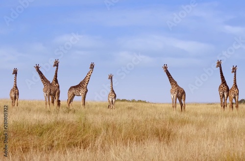 Photography herd of two giraffes in the field