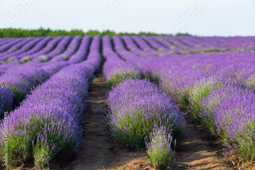 lavender field bulgaria
