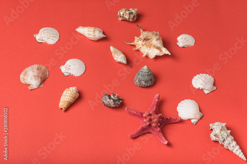 Variety of seashells on the background of living coral. Flat lay. Marine concept