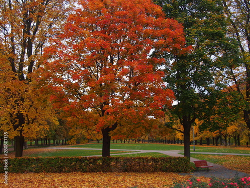 Autumn trees in Oslo, Frogner Park (November 2013)