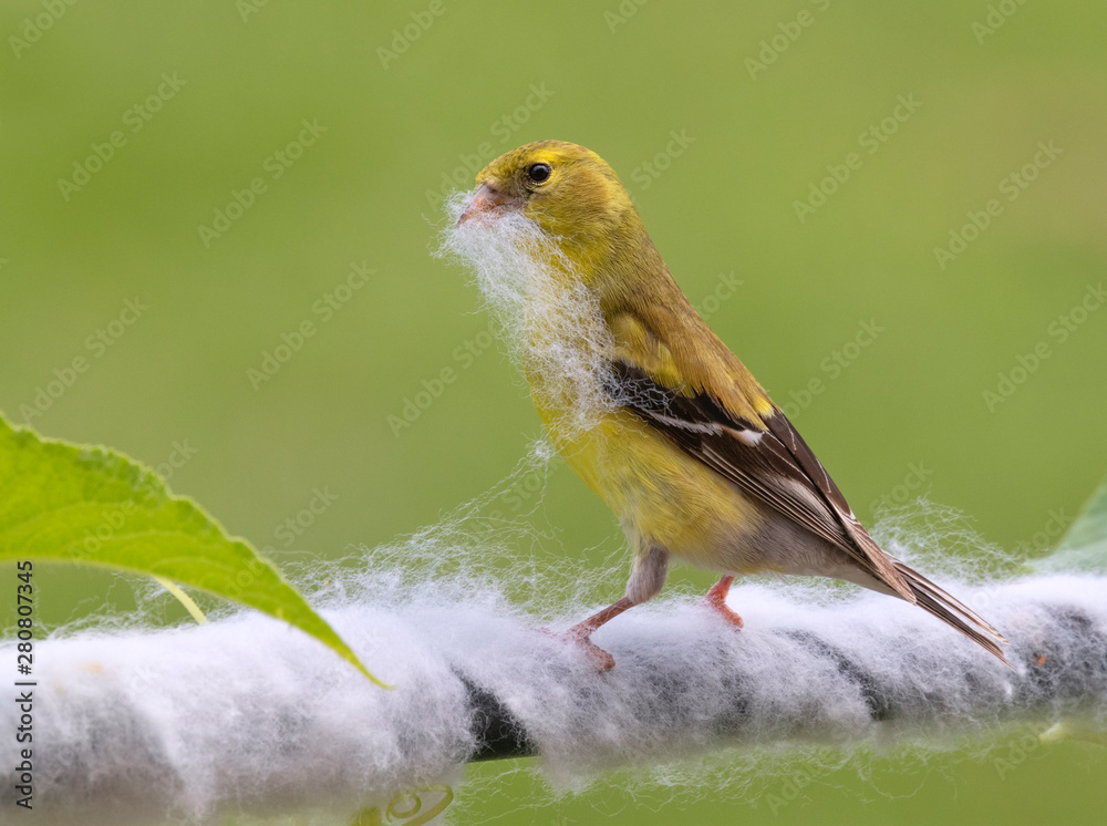 Φωτογραφία American goldfinch (Spinus tristis) female, collecting synthetic fibers from ins