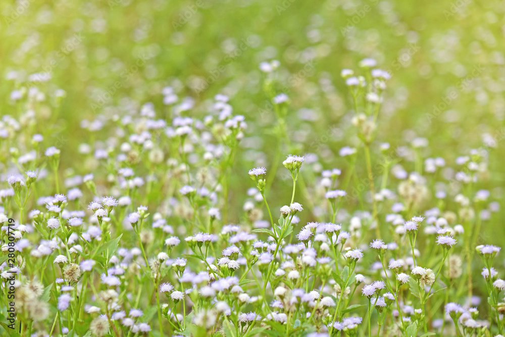 Beautiful wild flowers in meadow with morning sunlight background. Selective focus, blurred background.