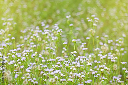 Beautiful wild flowers in meadow with morning sunlight background. Selective focus, blurred background.
