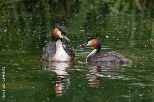 Great Crested Grebe (Podiceps cristatus) carrying a chick on its photo