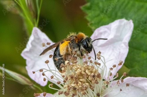Tawny Mining Bee (Andrena fulva) on Blackberry flower.