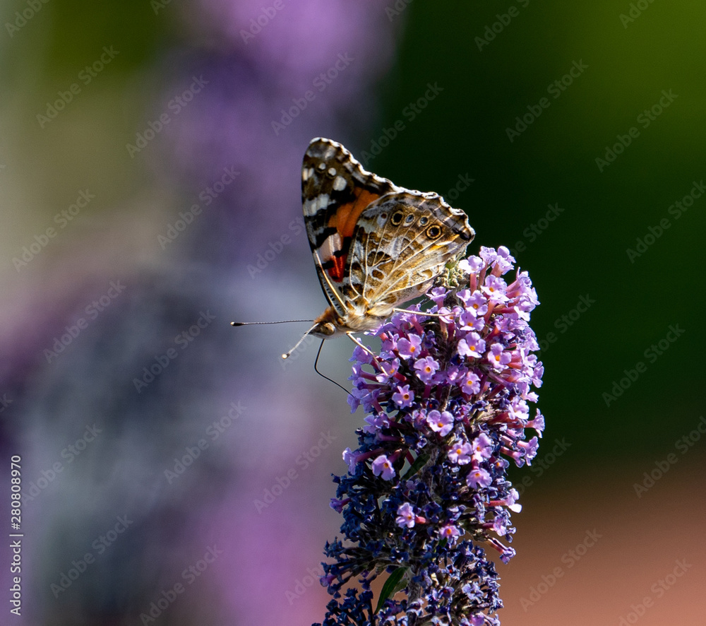 Schmetterling trinkt auf Sommerflieder Schmetterling trinkt auf Sommerflieder