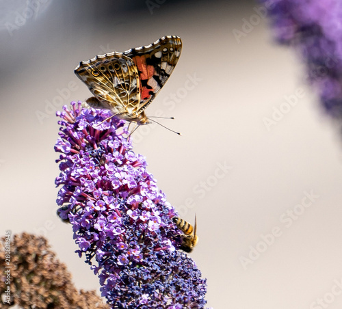 Schmetterling trinkt auf Sommerflieder photo