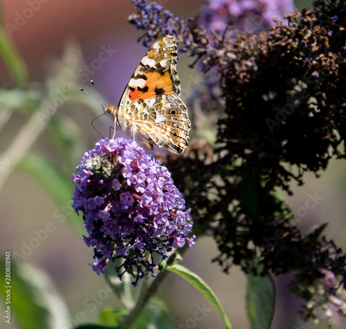 Schmetterling trinkt auf Sommerflieder photo